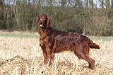 SETTER IRLANDAIS 403